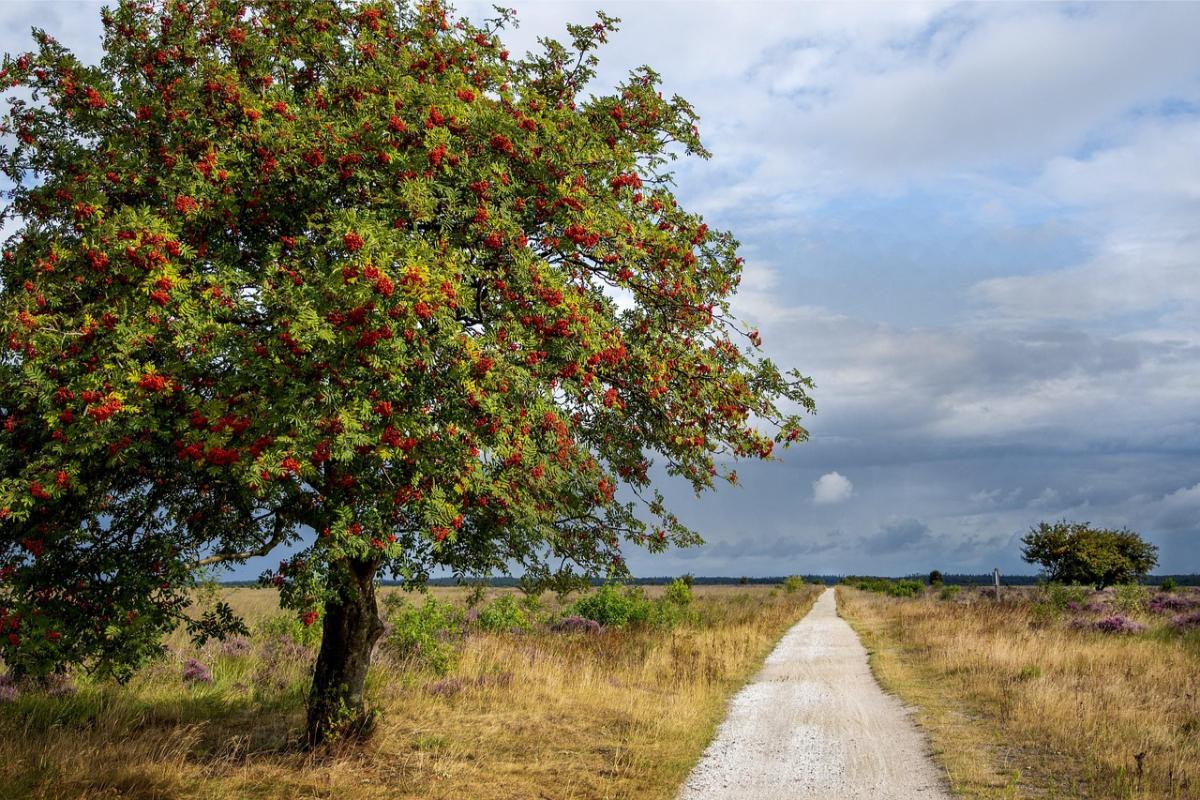 Weersverwachting KMI België: zonnige start maandag, maar in deze regio grote kans op buien