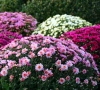 Zo laat je je chrysanten langer bloeien, en blijft je voordeur wekenlang kleurrijk